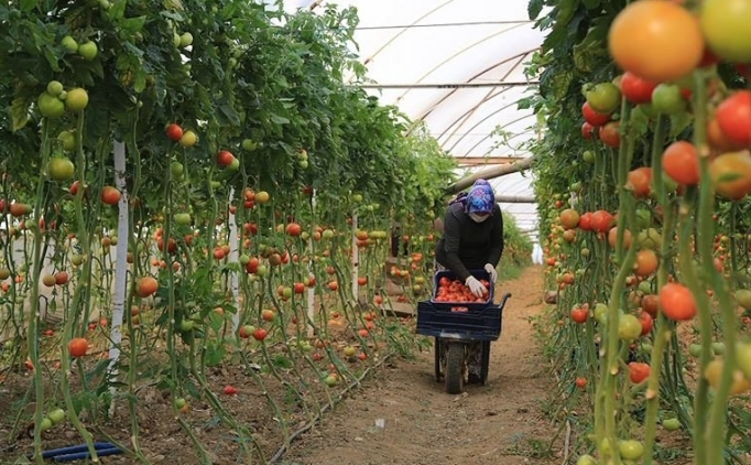 Sebze meyve �retiminde 'Kovid-19' hassasiyeti