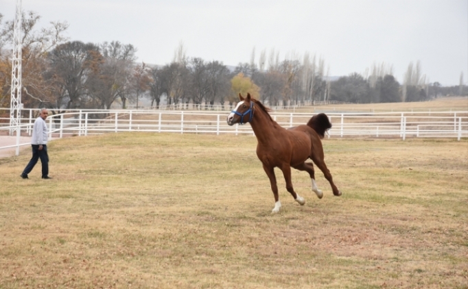 �ampiyon '�zg�nhan'�n taylar� da zirveyi b�rakm�yor