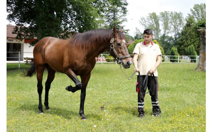 Efsane at TJK'ya katk� sa�lamaya devam ediyor