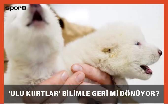 Ulukurt geri mi döndü? Ulukurt nedir, yaşıyor mu?