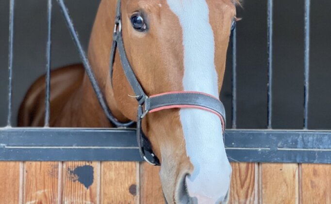 Pistlerde yeni bir fenomen do�uyor; WOLF RULES