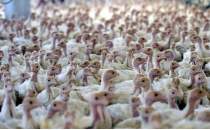 Ramazan sofralar� i�in hindi eti hat�rlatmas�! 