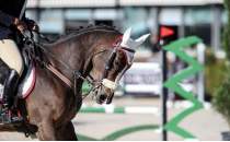 Binicilikte TBMM Kupas