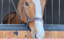 Pistlerde yeni bir fenomen do�uyor; WOLF RULES